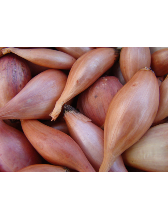 Échalote française biologique