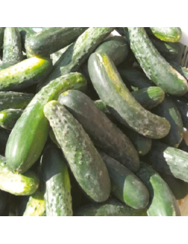 Seeds - Marketmore 76 cucumber