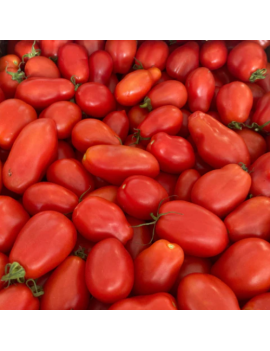 Semences - Tomate Rouge à Sauce San Marzano