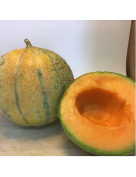 Semences - Melon Petit Gris de Renne