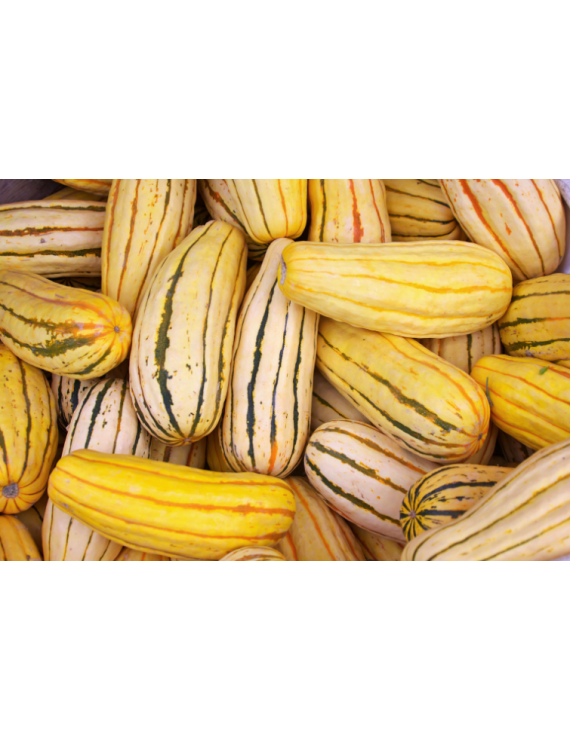 Courge Delicata biologique