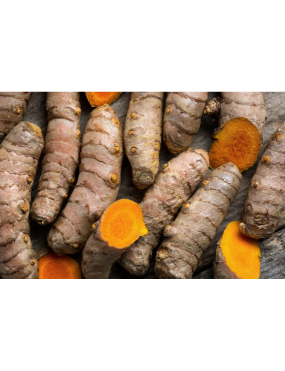 Curcuma frais biologique