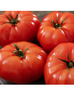 Tomates beef biologique