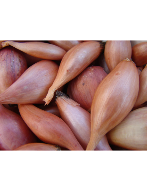 Échalote française biologique