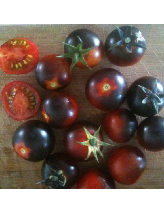 Semences- Tomate Bleue Cerise Dancing with Smurfs 