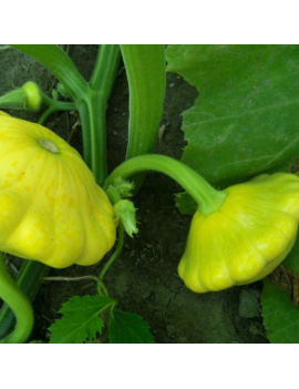 Semences- Courgette Pâtisson Golden Scallopini Semences- Courgette Pâtisson Golden Scallopini