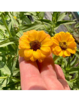 Semences- Zinnia du Pérou Jaune 