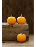 Citrouille Pie-Pita (Petite orange)