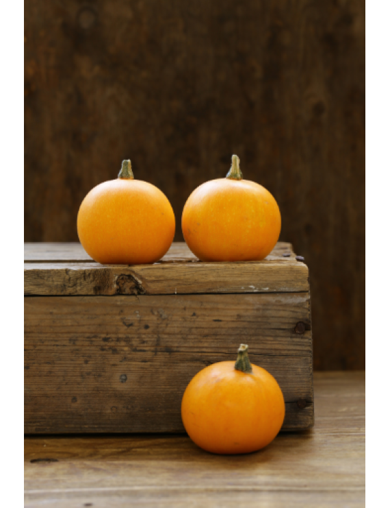 Citrouille Pie-Pita (Petite orange)