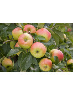 Delcorf organic apples