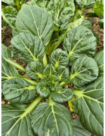Tatsoi biologique