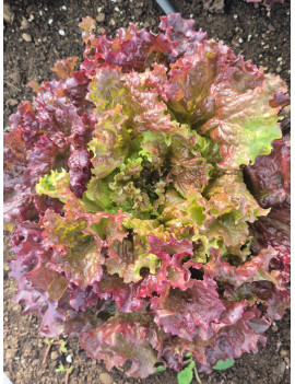 Laitue chêne rouge biologique