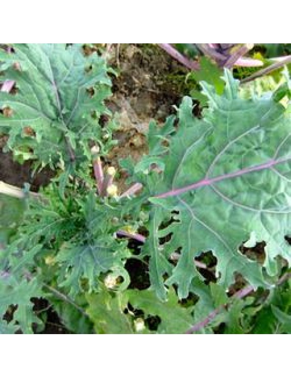Seeds - Kale Red Russian