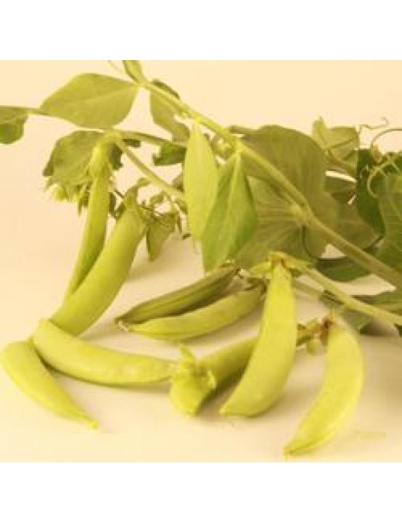 Semences - Pois mange-tout Sugaree