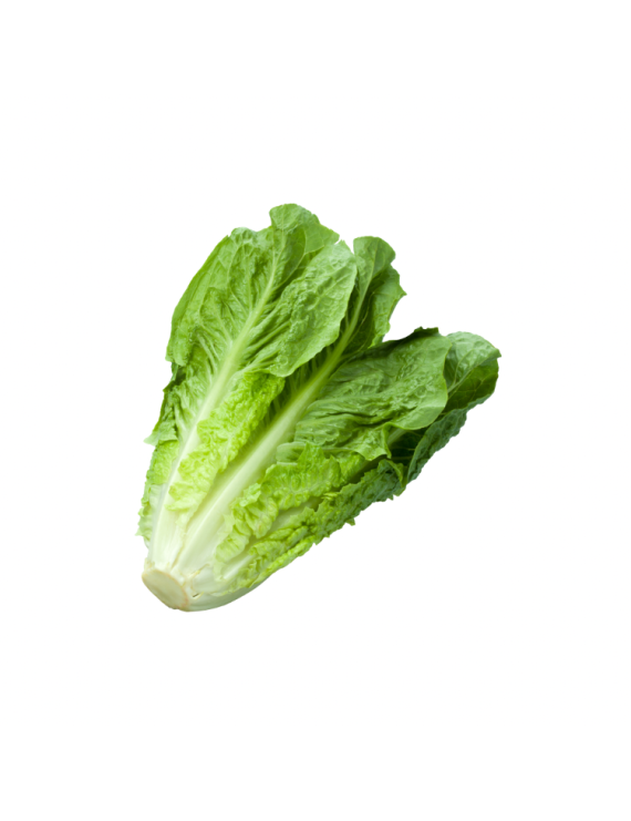 Laitue romaine biologique