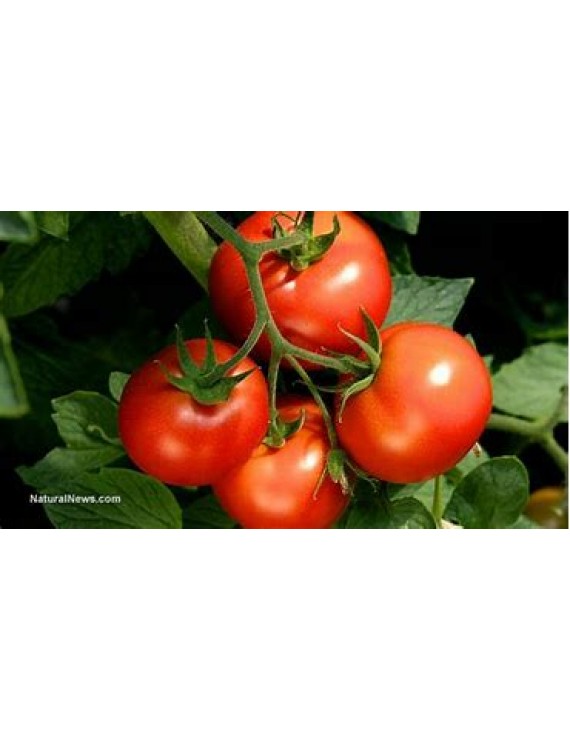 Tomates de serre bio