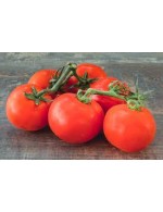 Tomato in bunch (Grapollo) savoura