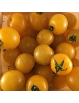 Semences - Tomates cerises jaunes Galina