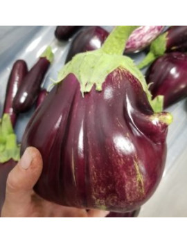 Plant d'aubergine bio
