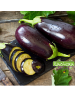 Black beauty Eggplant Seeds  (Anokian)