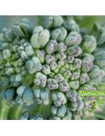 Seeds Cicco Broccoli (Anokian)