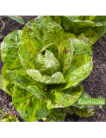 Seeds Mesclun Lettuce - Discover (Anokian)