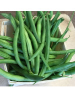 Seeds - Green Bush Bean Maxibel