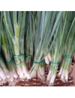 Seeds - scallion onion Parade
