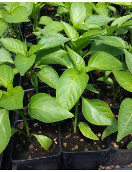 Plant de poivron et piment bio (5 variétés)