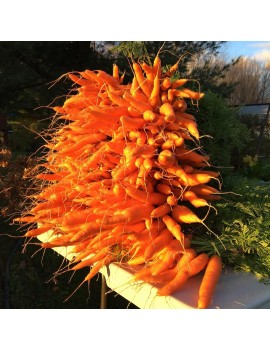 Carrots (2lbs bag)