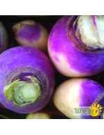 Seeds - turnip purple top white globe