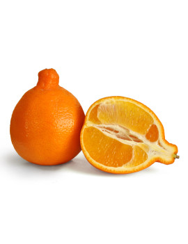 Tangerines Minneola