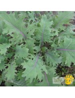 Seeds - Vates Kale