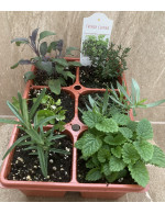 Fines herbs mixed basket