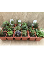 Fines herbs mixed basket