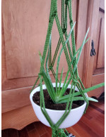 Green planter with aloe vera