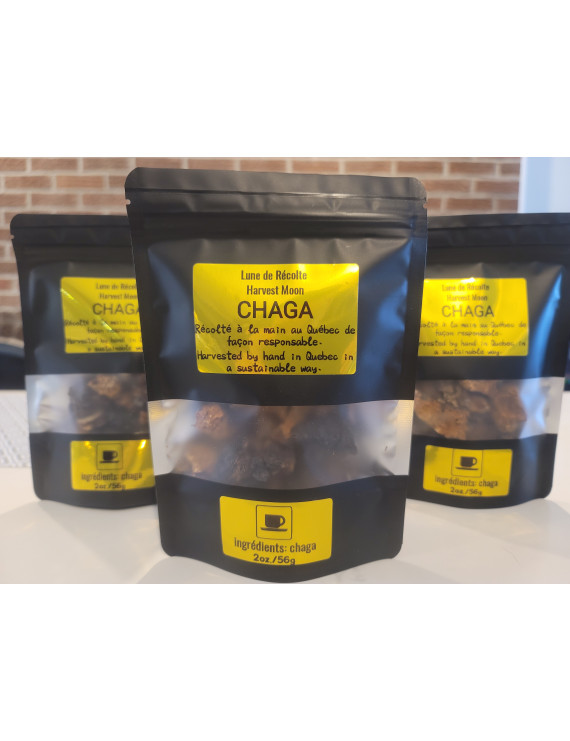 Chaga (Inonotus obliquus)