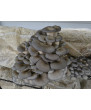 Champignons Pleurotes bleu
