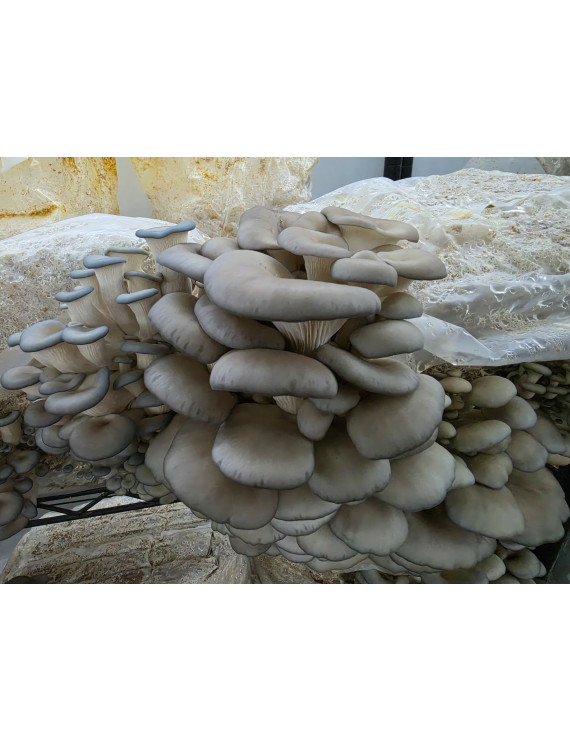 Champignons Pleurotes bleu