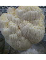 Champignon crinière de lion