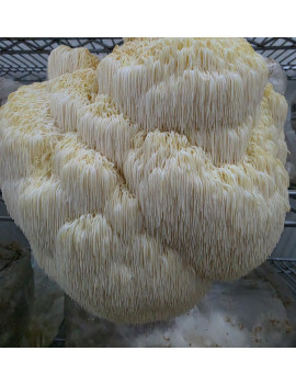 Champignon crinière de lion