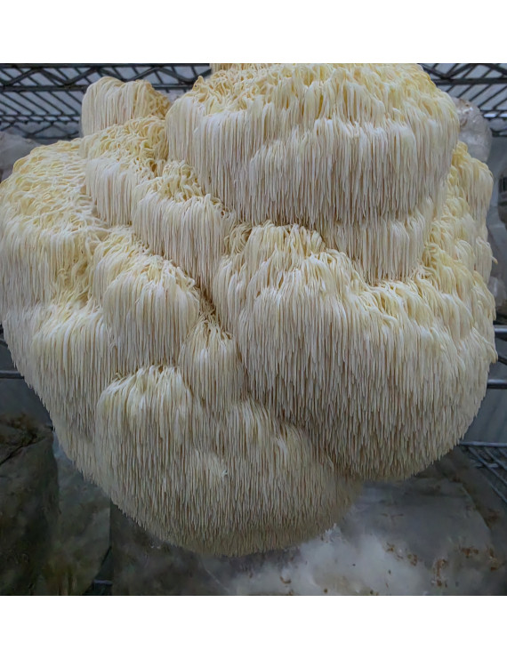 Champignon crinière de lion