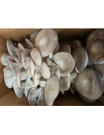 Champignons King Oyster pleurotes érigées