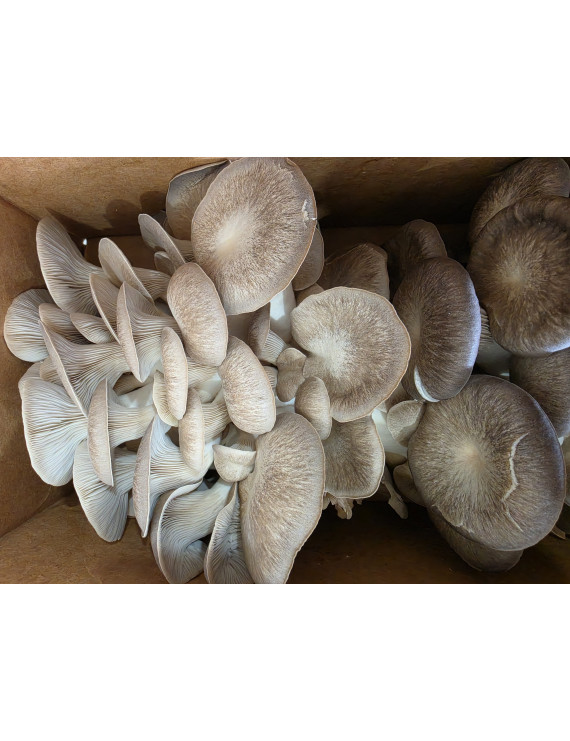 Champignons King Oyster pleurotes érigées