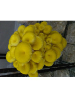 Pleurotes doré 