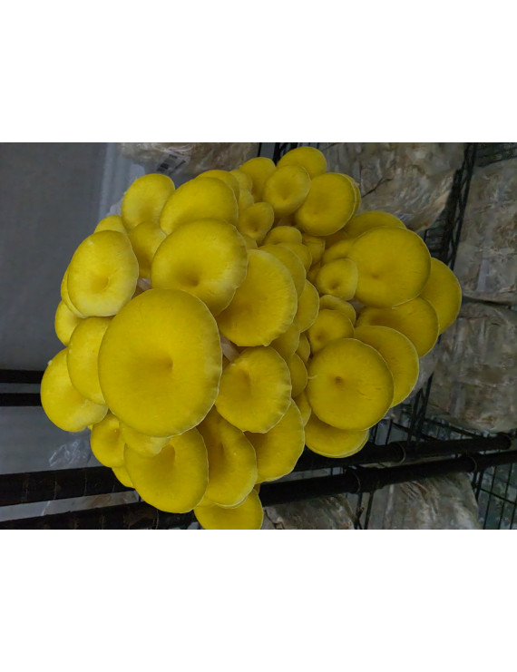 Pleurotes doré 