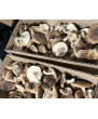 Champignons shiitake