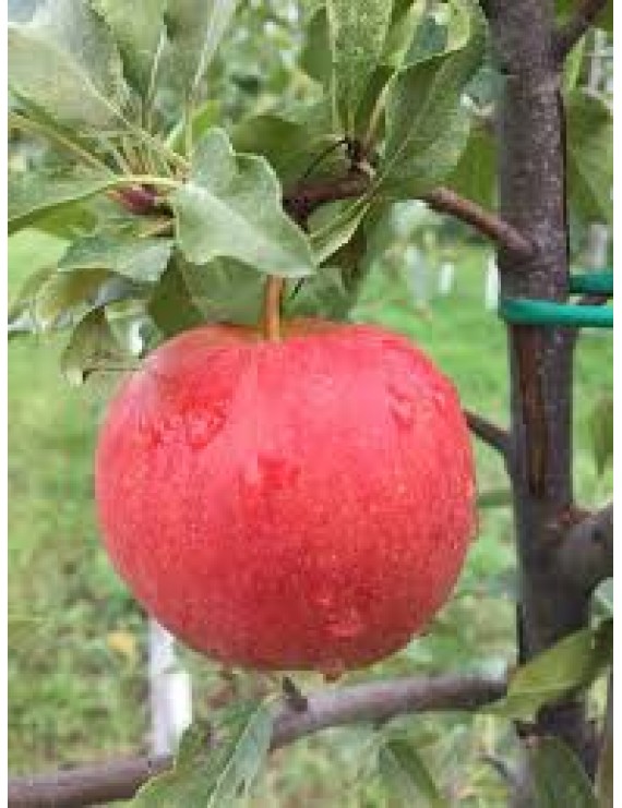 Pomme Liberté biologique