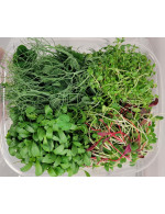 Microgreens mix b&t, coriander, clover, peas