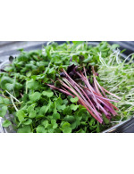Microgreens mix #1 Broccoli, Radish, Alfalfa, Arugula
